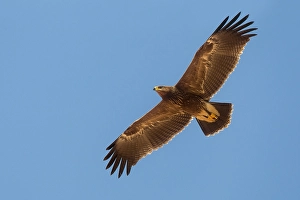 Lesser Spotted Eagle Stampe: Schreeuwarend, Lesser Spotted Eagle, Aquila pomarina