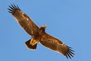 Lesser Spotted Eagle Stampe: Schreeuwarend, Lesser Spotted Eagle, Aquila pomarina