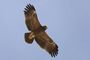 Lesser Spotted Eagle Stampe: Schreeuwarend, Lesser Spotted Eagle, Aquila pomarina