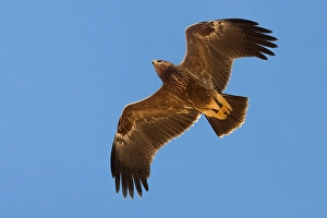 Lesser Spotted Eagle Stampe: Schreeuwarend, Lesser Spotted Eagle, Aquila pomarina