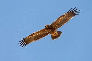 Lesser Spotted Eagle Stampe: Schreeuwarend, Lesser Spotted Eagle, Aquila pomarina