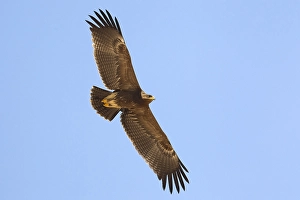Lesser Spotted Eagle Stampe: Schreeuwarend, Lesser Spotted Eagle, Aquila pomarina
