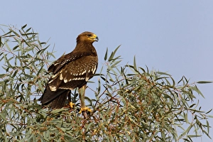 Lesser Spotted Eagle Stampe: Schreeuwarend, Lesser Spotted Eagle, Aquila pomarina