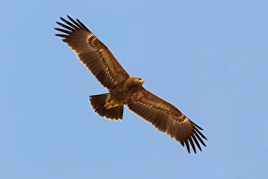 Lesser Spotted Eagle Stampe: Schreeuwarend, Lesser Spotted Eagle, Aquila pomarina
