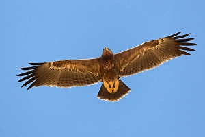 Lesser Spotted Eagle Stampe: Schreeuwarend, Lesser Spotted Eagle, Aquila pomarina