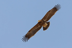 Lesser Spotted Eagle Stampe: Schreeuwarend, Lesser Spotted Eagle, Aquila pomarina