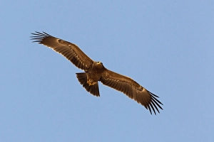 Lesser Spotted Eagle Stampe: Schreeuwarend, Lesser Spotted Eagle, Aquila pomarina