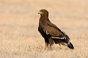 Lesser Spotted Eagle Stampe: Schreeuwarend, Lesser Spotted Eagle, Aquila pomarina