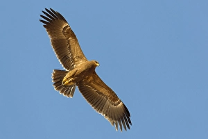 Lesser Spotted Eagle Stampe: Schreeuwarend, Lesser Spotted Eagle, Aquila pomarina