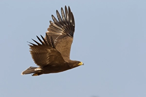 Lesser Spotted Eagle Stampe: Schreeuwarend, Lesser Spotted Eagle, Aquila pomarina