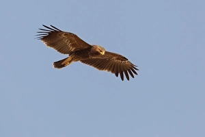 Lesser Spotted Eagle Stampe: Schreeuwarend, Lesser Spotted Eagle, Aquila pomarina