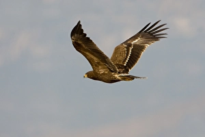 Lesser Spotted Eagle Stampe: Schreeuwarend, Lesser Spotted Eagle, Aquila pomarina