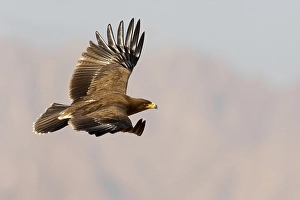 Lesser Spotted Eagle Stampe: Schreeuwarend, Lesser Spotted Eagle, Aquila pomarina