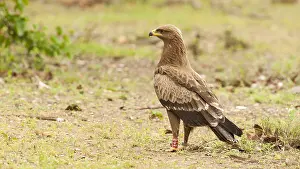 Lesser Spotted Eagle Stampe: Schreeuwarend, Lesser Spotted Eagle, Aquila pomarina