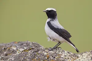 Daytime Bird Photography Stampe: Seebohm's Wheatear