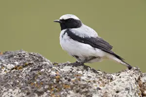 African Wildlife Birds Stampe: Seebohm's Wheatear