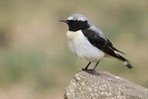 Daytime Animal Photography Stampe: Seebohm's Wheatear
