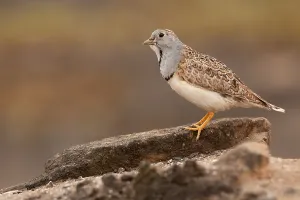 Tropical Birds Stampe: Least Seedsnipe