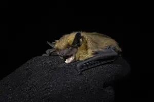 Wildlife Photography In Nature Stampe: Serotine Bat, Eptesicus serotinus