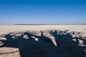 Baobab Trees Botswana Stampe: The shadow of towering baobab trees