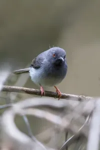 Perched Bird Stampe: Sharpe's Apalis, Apalis sharpii
