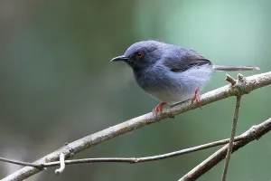 African Wildlife Photo Stampe: Sharpe's Apalis, Apalis sharpii