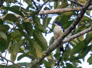 Immagini datate 20 maggio 2014: Sharpe's Starling, Pholia sharpii