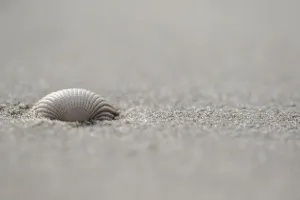 European Seashells Stampe: Empty shell of a Common Cockle