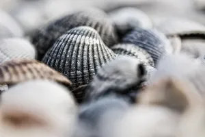 European Seashells Stampe: Empty shell of a Common Cockle