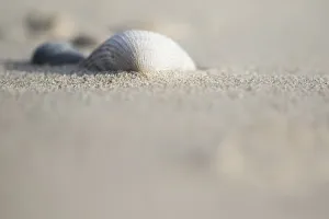 European Seashells Stampe: Empty shell of a Common Cockle