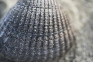 North Sea Coast Wildlife Stampe: Empty shell of a Common Cockle
