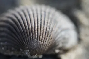 European Seashells Stampe: Empty shell of a Common Cockle