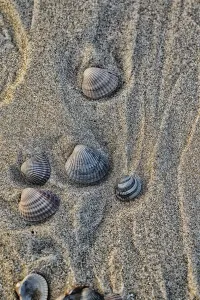 European Seashells Stampe: Empty shell of a Common Cockle