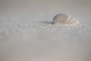 European Seashells Stampe: Empty shell of a Common Cockle