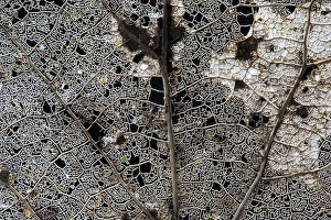 Winter Woodland Scene Stampe: Skeleton of a tree leaf of a Poplar