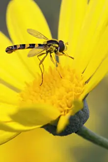 Europe Wildlife Stampe: Sphaerophoria scripta