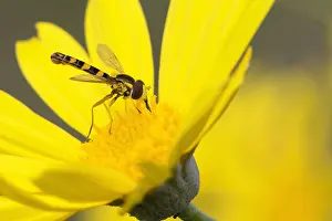 Yellow Flower Macro Photography Stampe: Sphaerophoria scripta