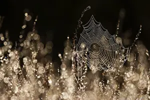 Backlit Spider Web Stampe: Spider web in backlight