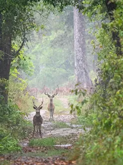 Forest Wildlife Images Stampe: Spotted Deer, Axis axis
