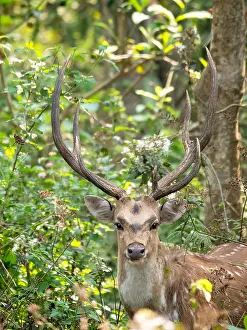 Forest Wildlife Images Stampe: Spotted Deer, Axis axis