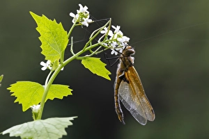 European Dragonfly Stampe: Two spotted Dragonfly, Epitheca bimaculata