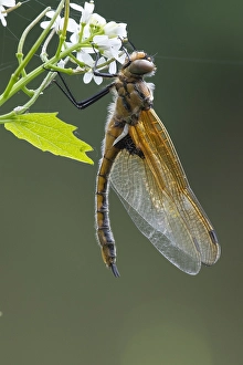 European Dragonfly Stampe: Two spotted Dragonfly, Epitheca bimaculata