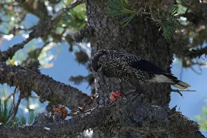 Spotted Nutcracker Stampe: Spotted Nutcracker or Eurasian Nutcracker, Nucifraga caryocatactes ssp. caryocatactes