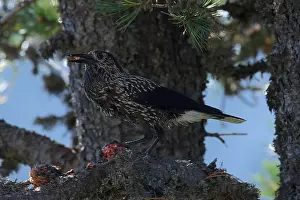 Spotted Nutcracker Stampe: Spotted Nutcracker or Eurasian Nutcracker, Nucifraga caryocatactes ssp. caryocatactes