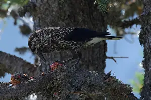 Spotted Nutcracker Stampe: Spotted Nutcracker or Eurasian Nutcracker, Nucifraga caryocatactes ssp. caryocatactes