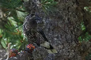 Forest Wildlife Germany Stampe: Spotted Nutcracker or Eurasian Nutcracker, Nucifraga caryocatactes ssp. caryocatactes