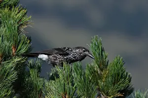 Spotted Nutcracker Stampe: Spotted Nutcracker or Eurasian Nutcracker, Nucifraga caryocatactes ssp. caryocatactes