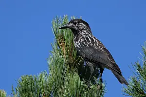 Spotted Nutcracker Stampe: Spotted Nutcracker or Eurasian Nutcracker, Nucifraga caryocatactes ssp. caryocatactes