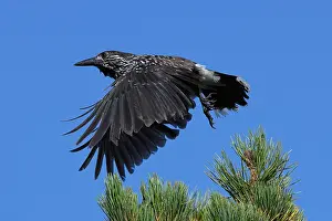 Spotted Nutcracker Stampe: Spotted Nutcracker or Eurasian Nutcracker, Nucifraga caryocatactes ssp. caryocatactes
