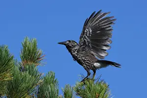 Black And White Bird Photos Stampe: Spotted Nutcracker or Eurasian Nutcracker, Nucifraga caryocatactes ssp. caryocatactes